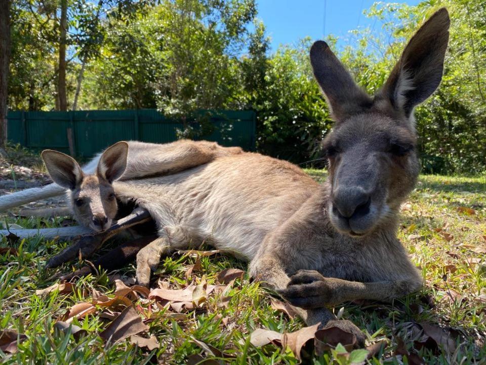 Вилла Noosa Rural Retreat Pomona Экстерьер фото